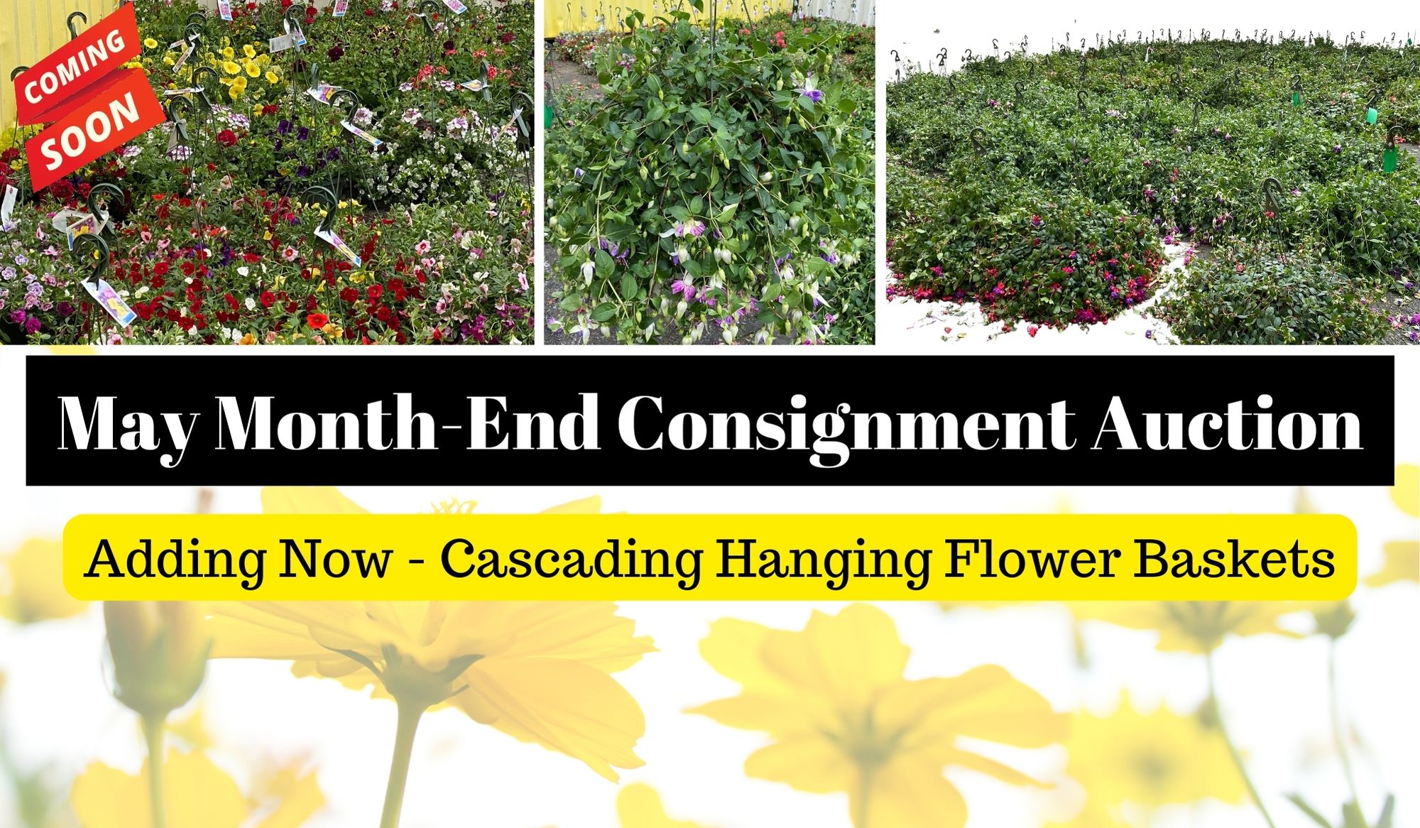 Hundreds of Hanging Flower Baskets (2)